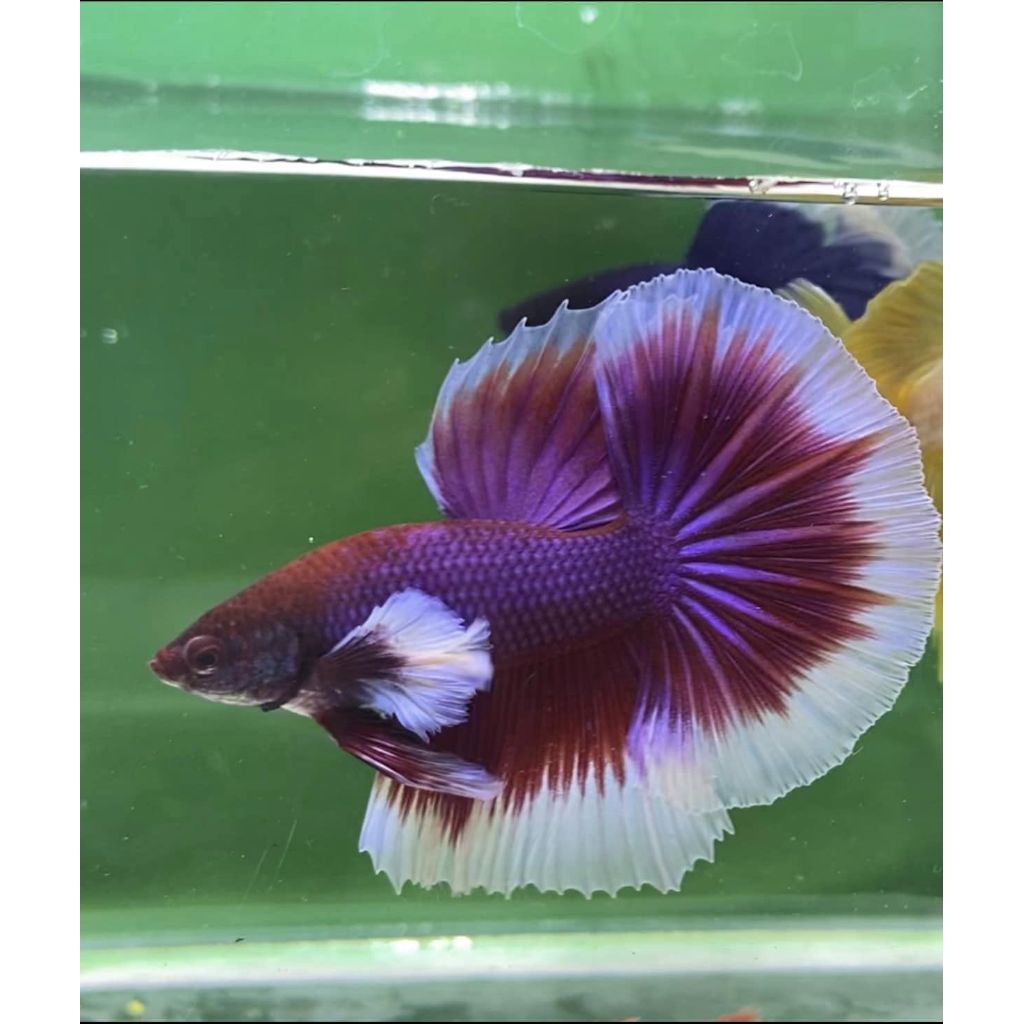 Cupang Halfmoon Big Ear Lavender – Warna Elegan