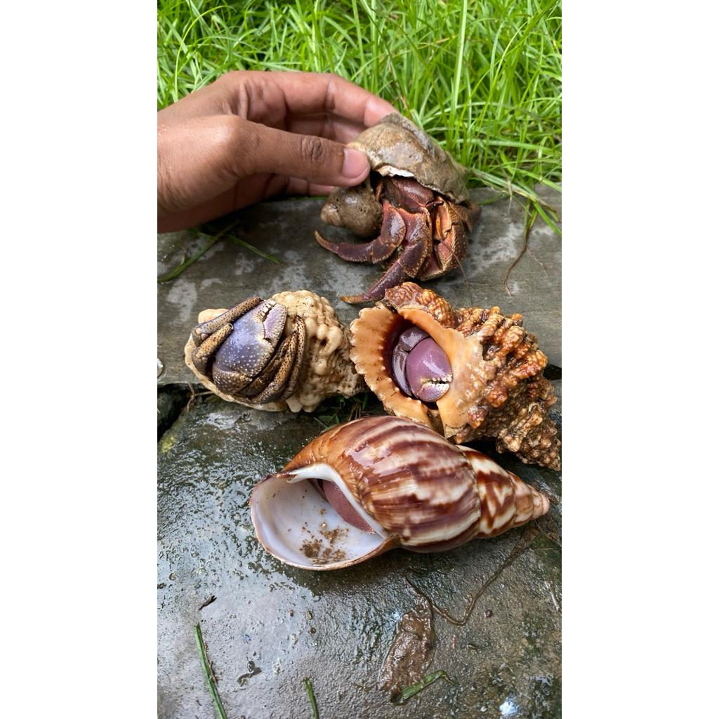 HIASAN PANTAI KELOMANG JUMBO