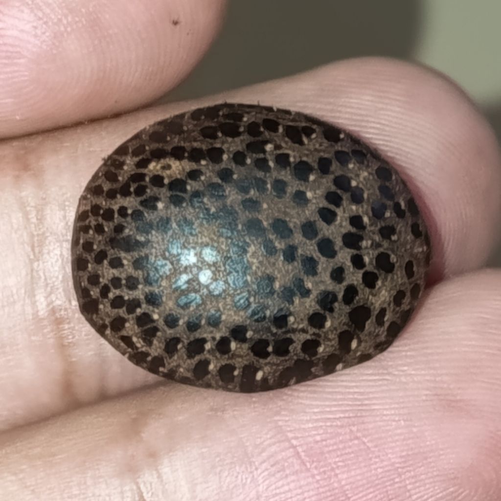 cincin pria kayu pucang kalak natural alami