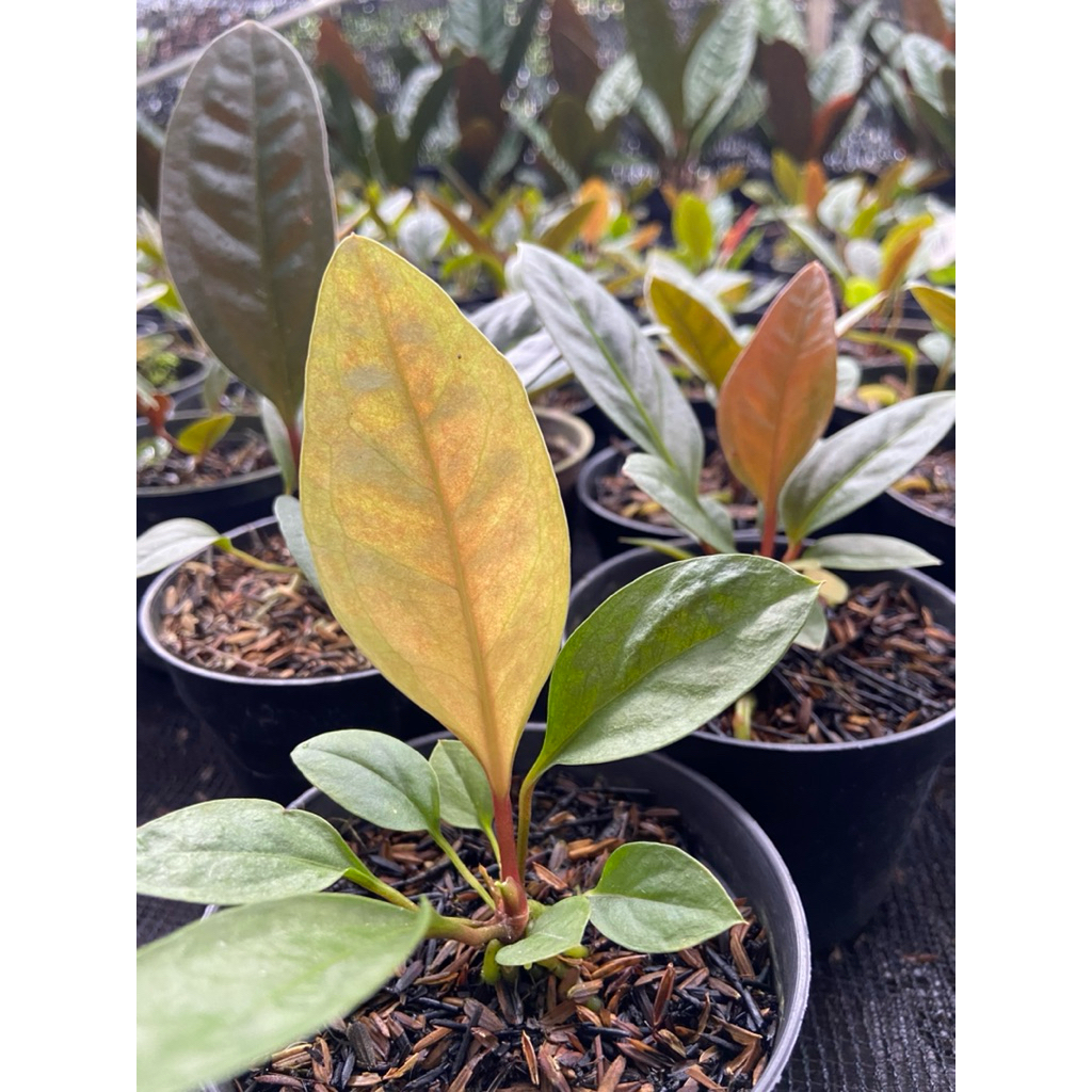 TERMURAH bibit antorium superbum/anthurium superbum/anthurium superboom klasik