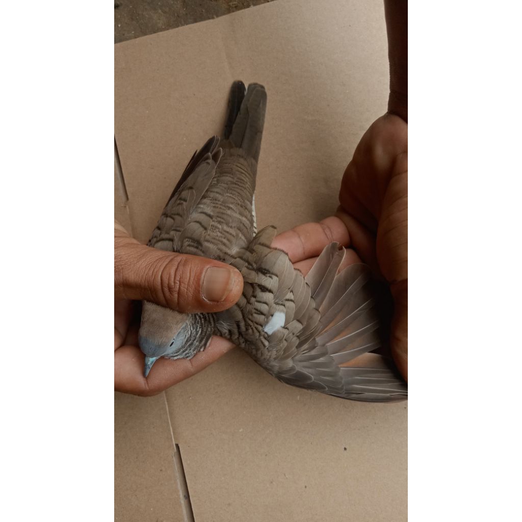 perkutut katuranggan cendolo sabdo lokal alam