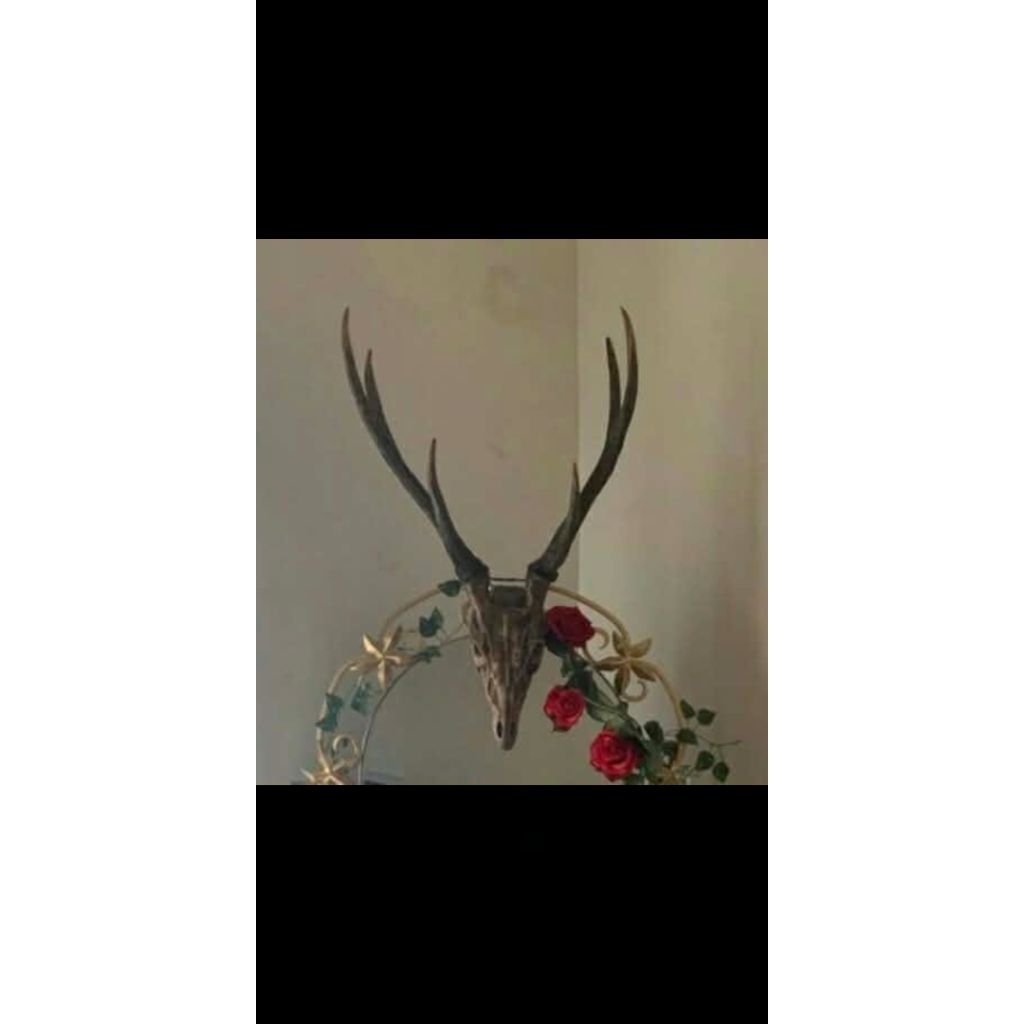 replika tengkorak rusa