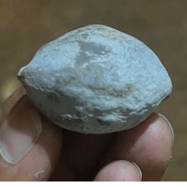 muncang kemiri adu jawaan si LENYAY