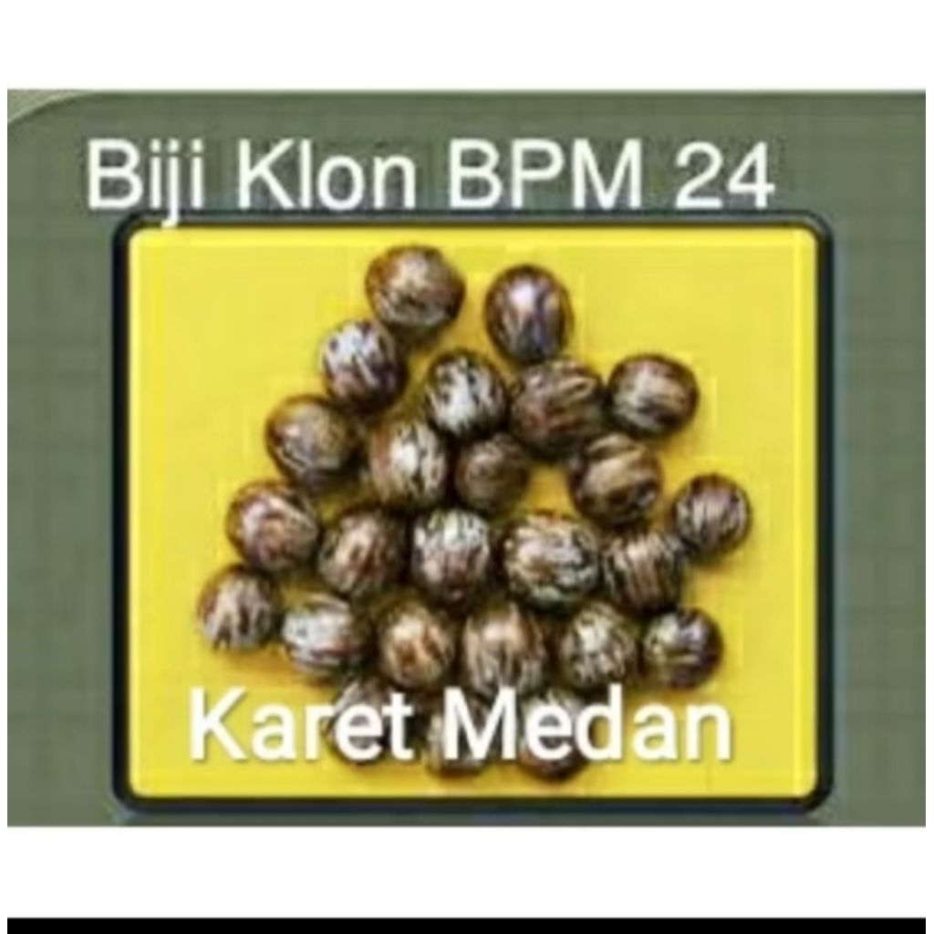 biji bibit karet unggul BPM 24 medan produktivitas latex tinggi 350 biji