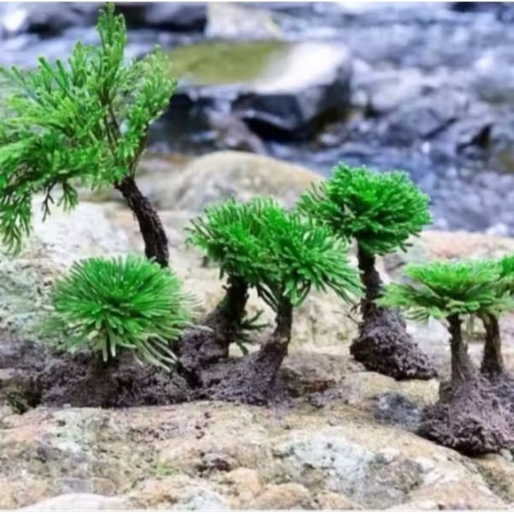 Bonsai Lumut Selaginella / tamariscina