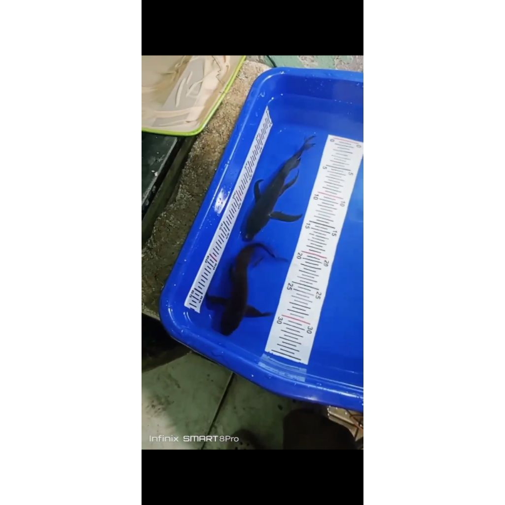 SLEYER KARASU / KUMPAY KARASU