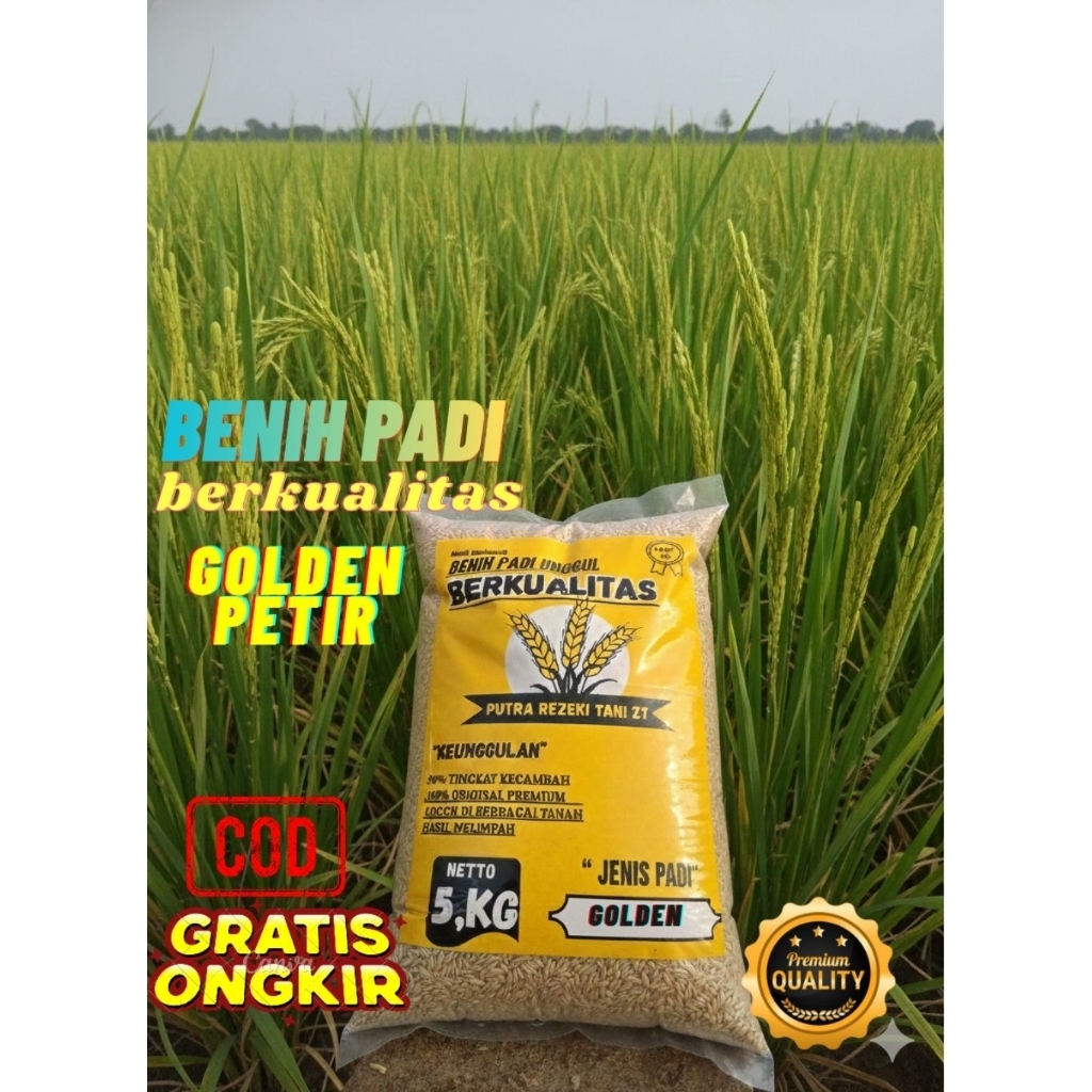 Benih padi bibit padi GOLDEN PETIR kemasan 5kg
