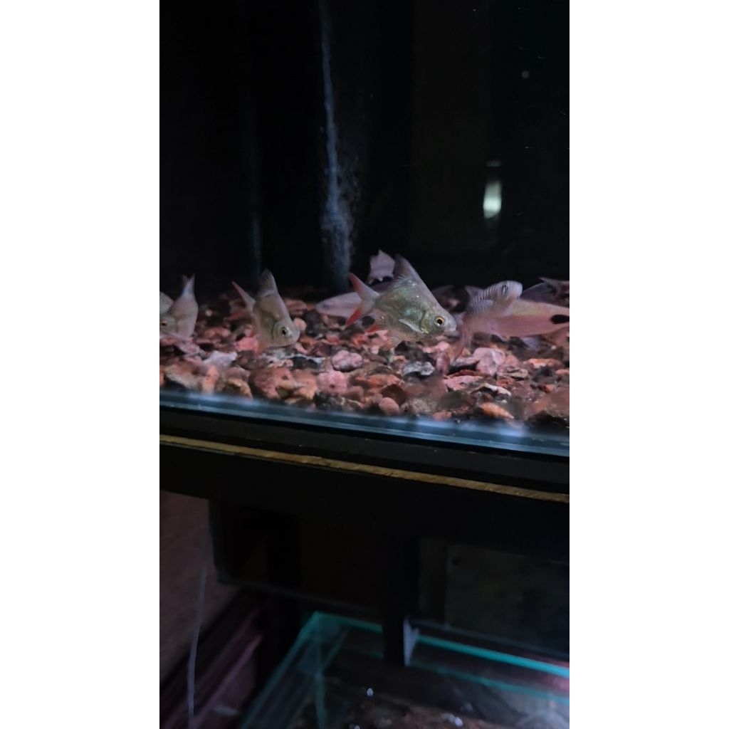 STIKER (KAVIAT SB KING 5-6CM)