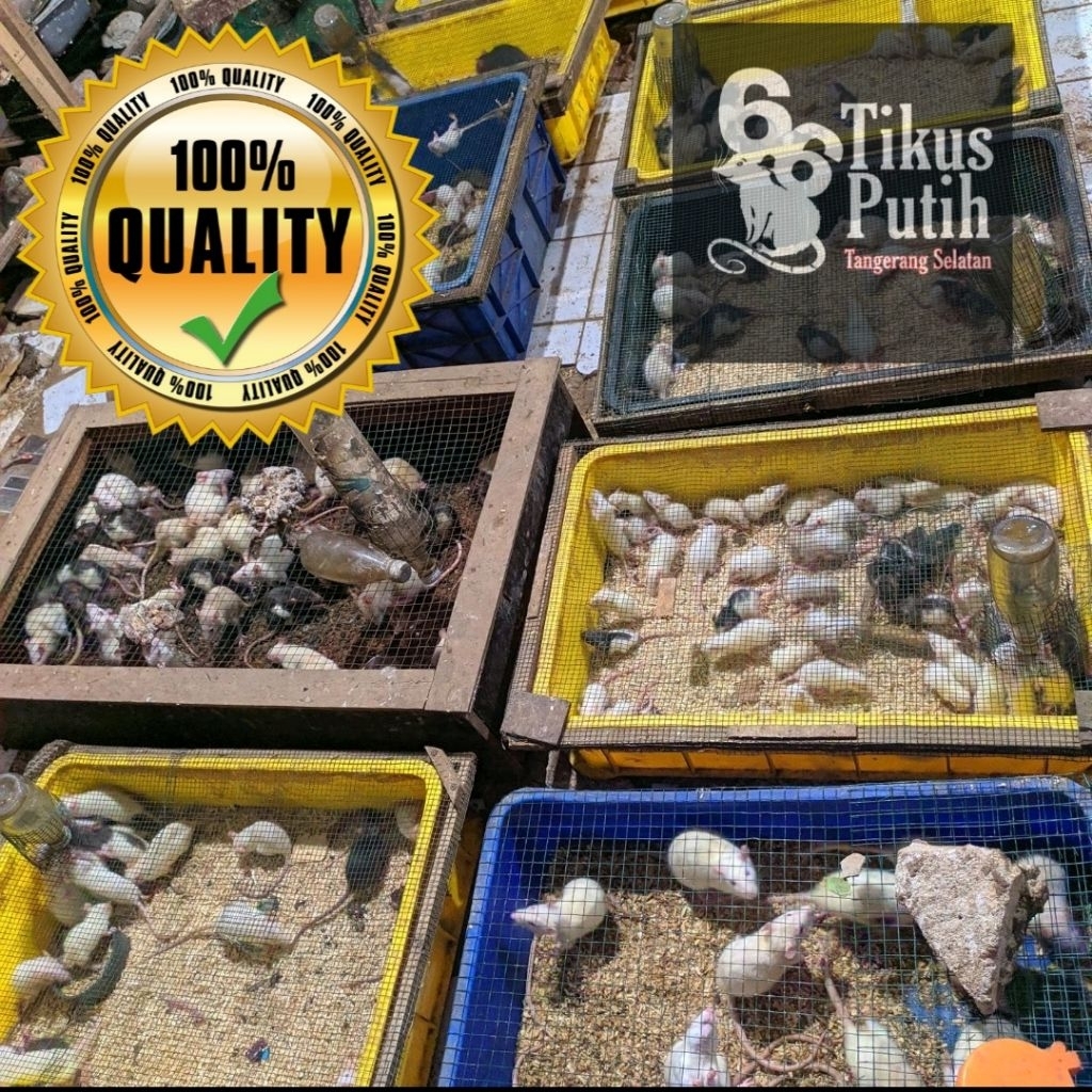 mencit dewasa bersih dan sehat