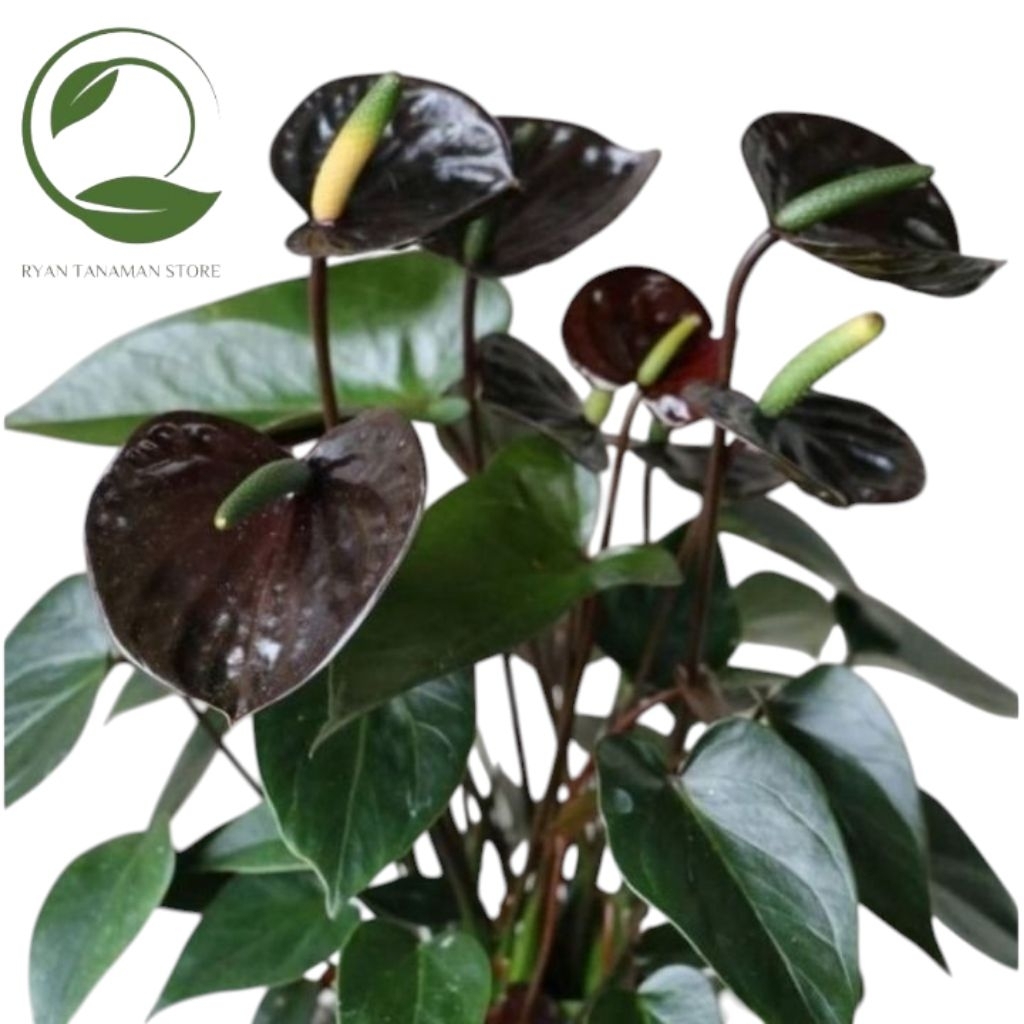 Tanaman Hias Anthurium Mickey Mouse - Tanaman Miki Mouse - Mickey Mouse Bunga Hitam