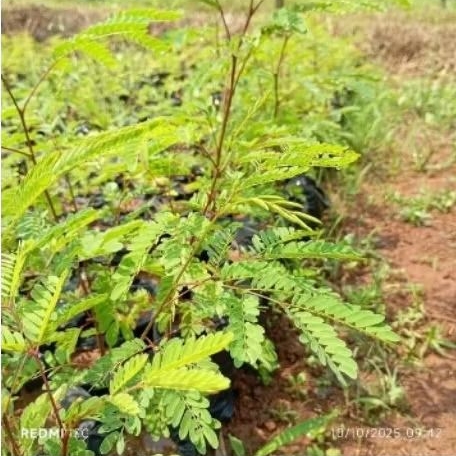 BIBIT LAMTORO BIBIT PETAI CINA