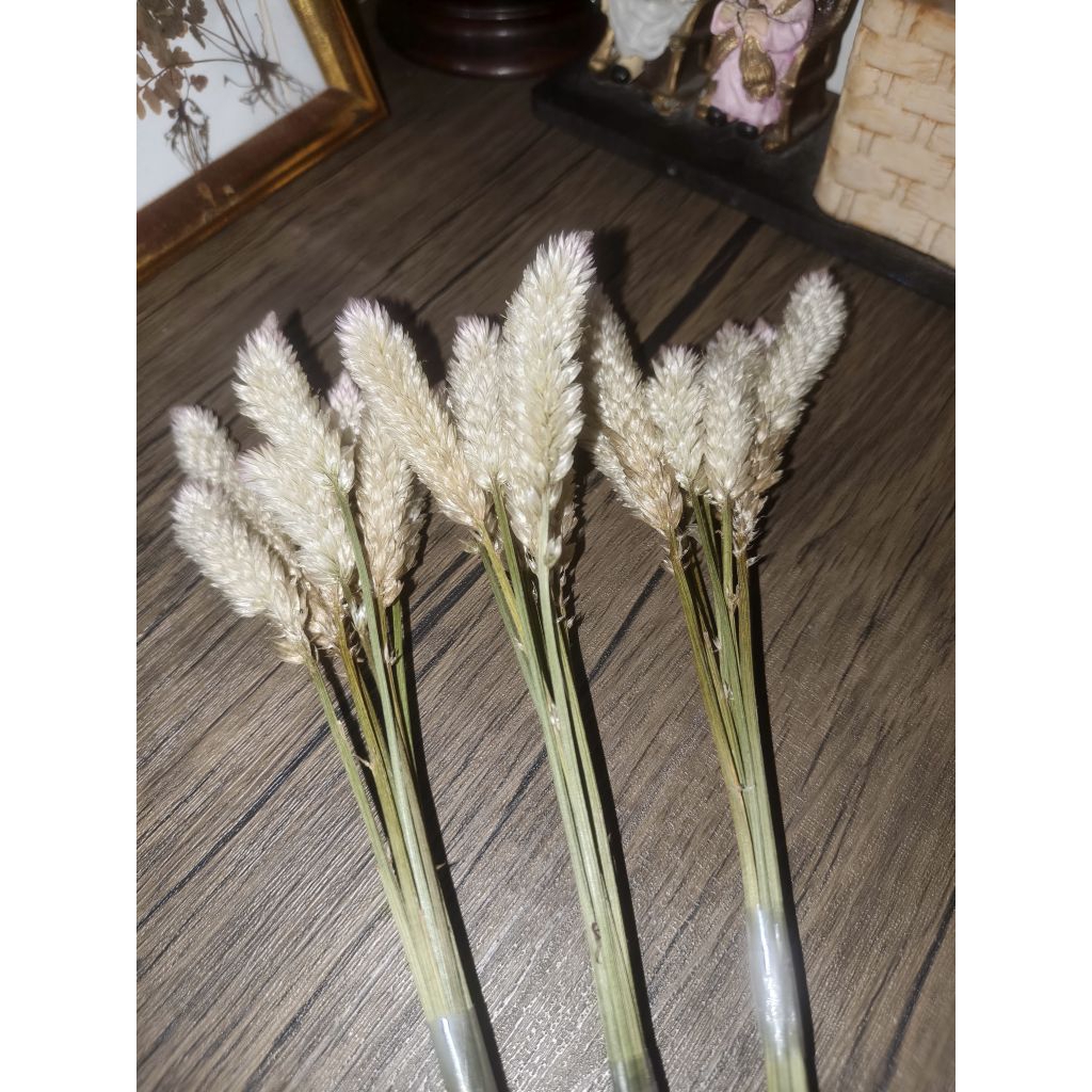 BAHAN KERAJINAN DAN DEKORASI | BUNGA KERING DEKORASI | BUNGA / DAUN KERING