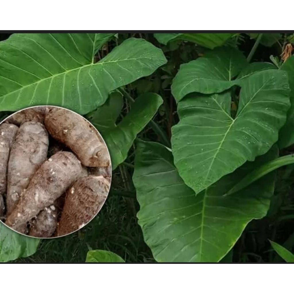 Bibit Talas Mbote Bibit Lompong Sayur Siap Tanam