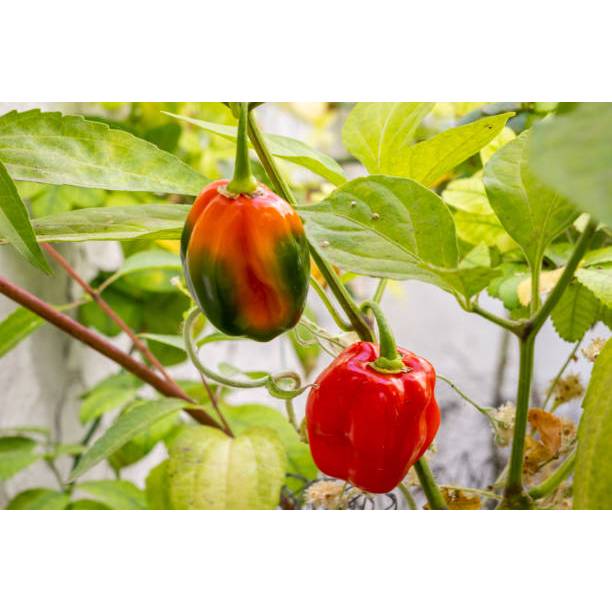 SIAP TANAM BENIH CABAI KATOKKON