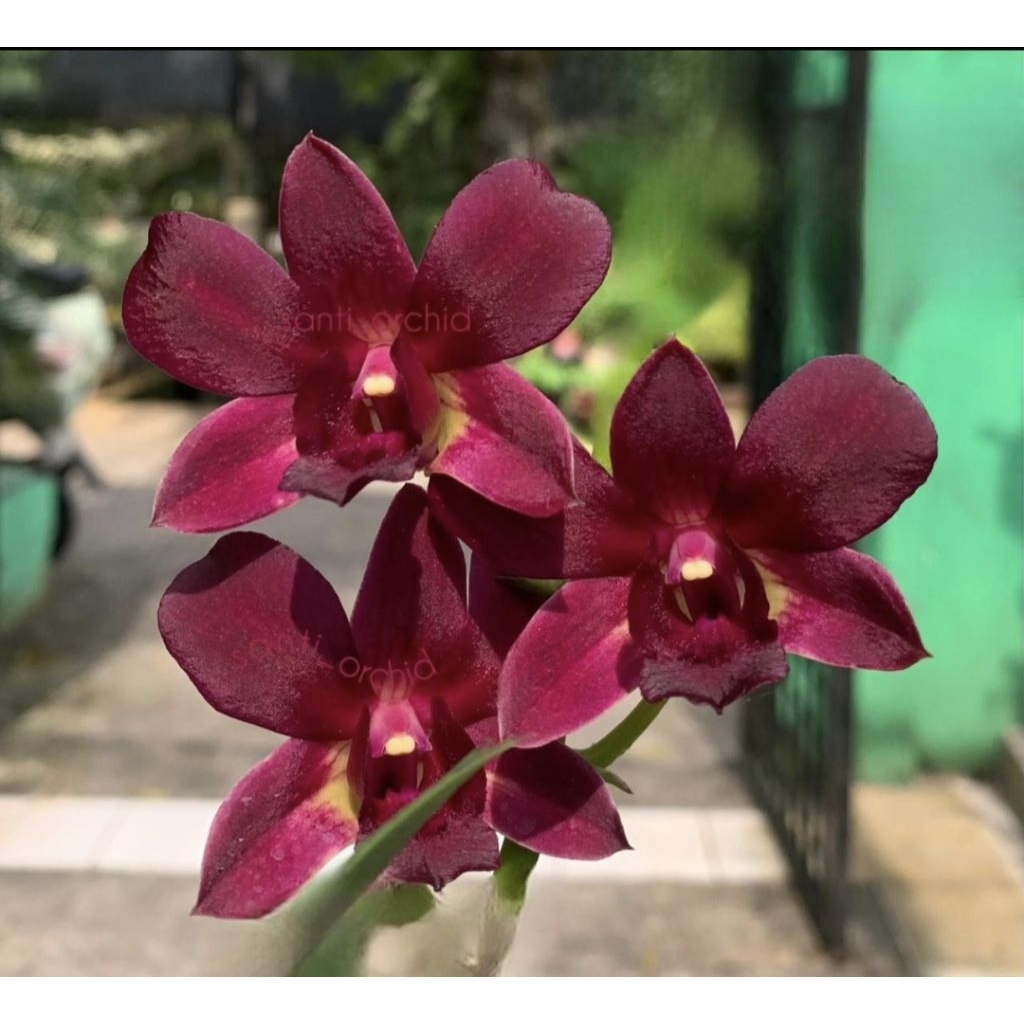 (Dewasa) Anggrek Dendrobium Coyote Red
