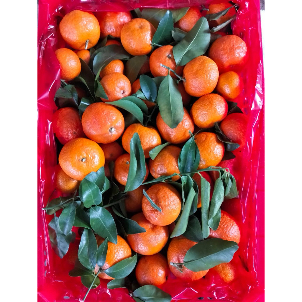 santang birma 1 keranjang