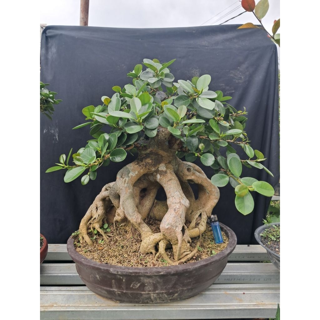 Bonsai Dolar Expose Root / Bonsai Dolar Prospek