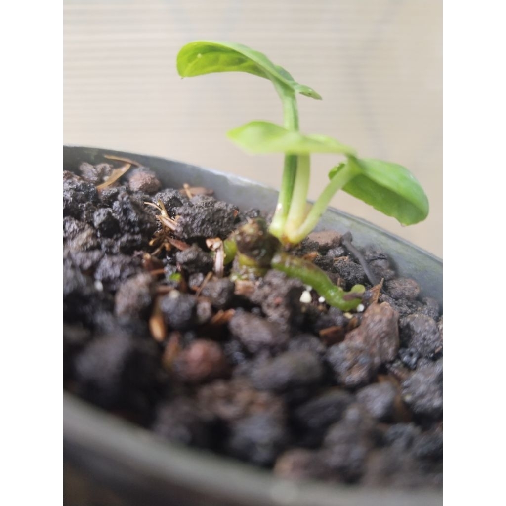 anthurium reflexinervium ori koleksian pergol