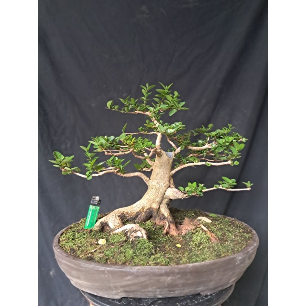 Bonsai Sancang Bogel Prospek / Bonsai Sancang Prospek