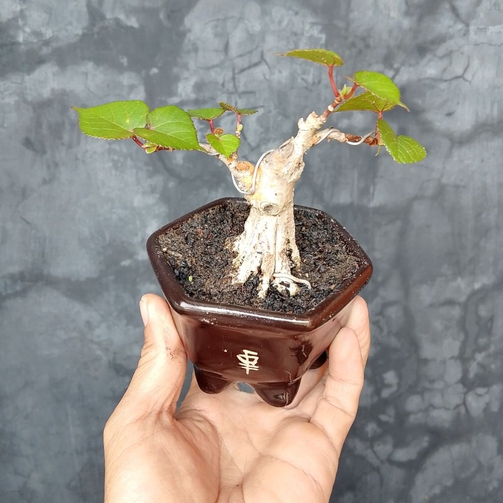 Bahan bonsai shito mame waru Taiwan
