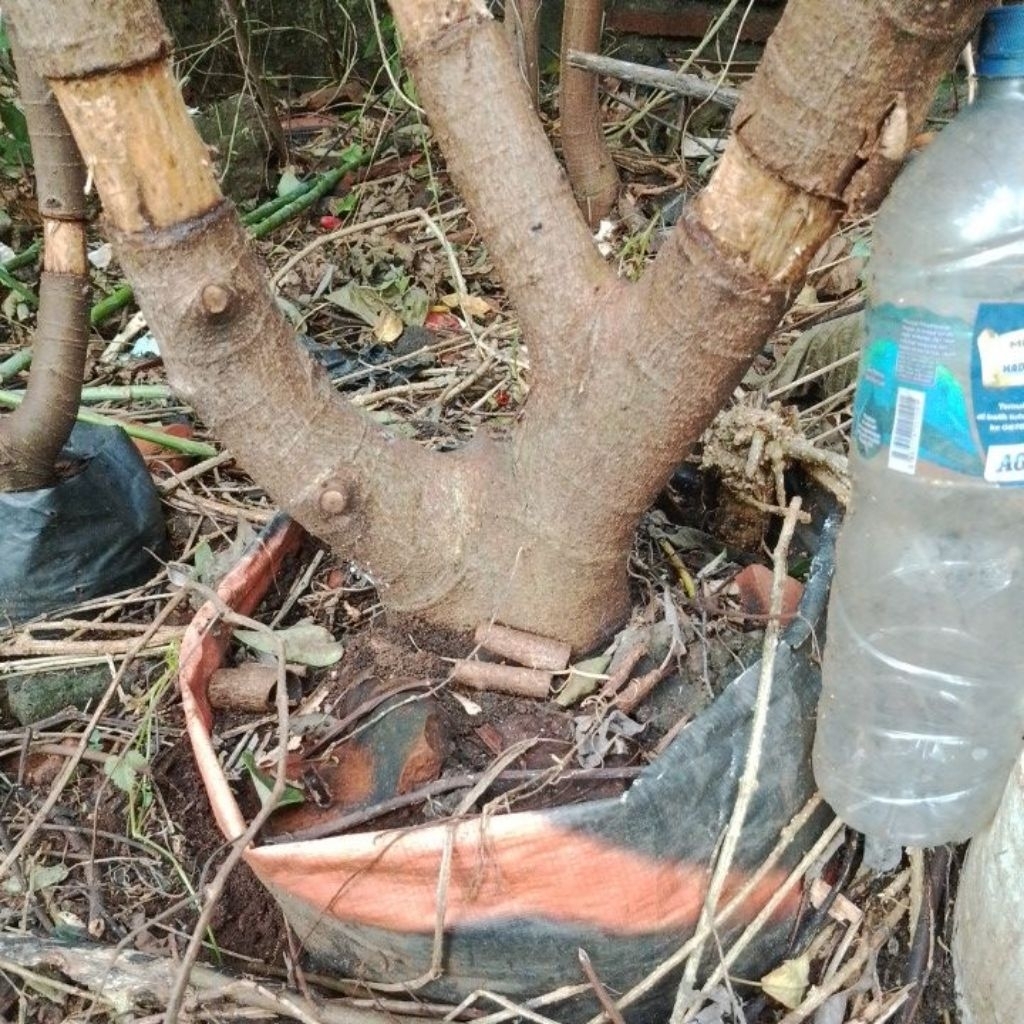 Bahan bonsai Loa masih di ground Realpict NEGO SAMPAI JADI