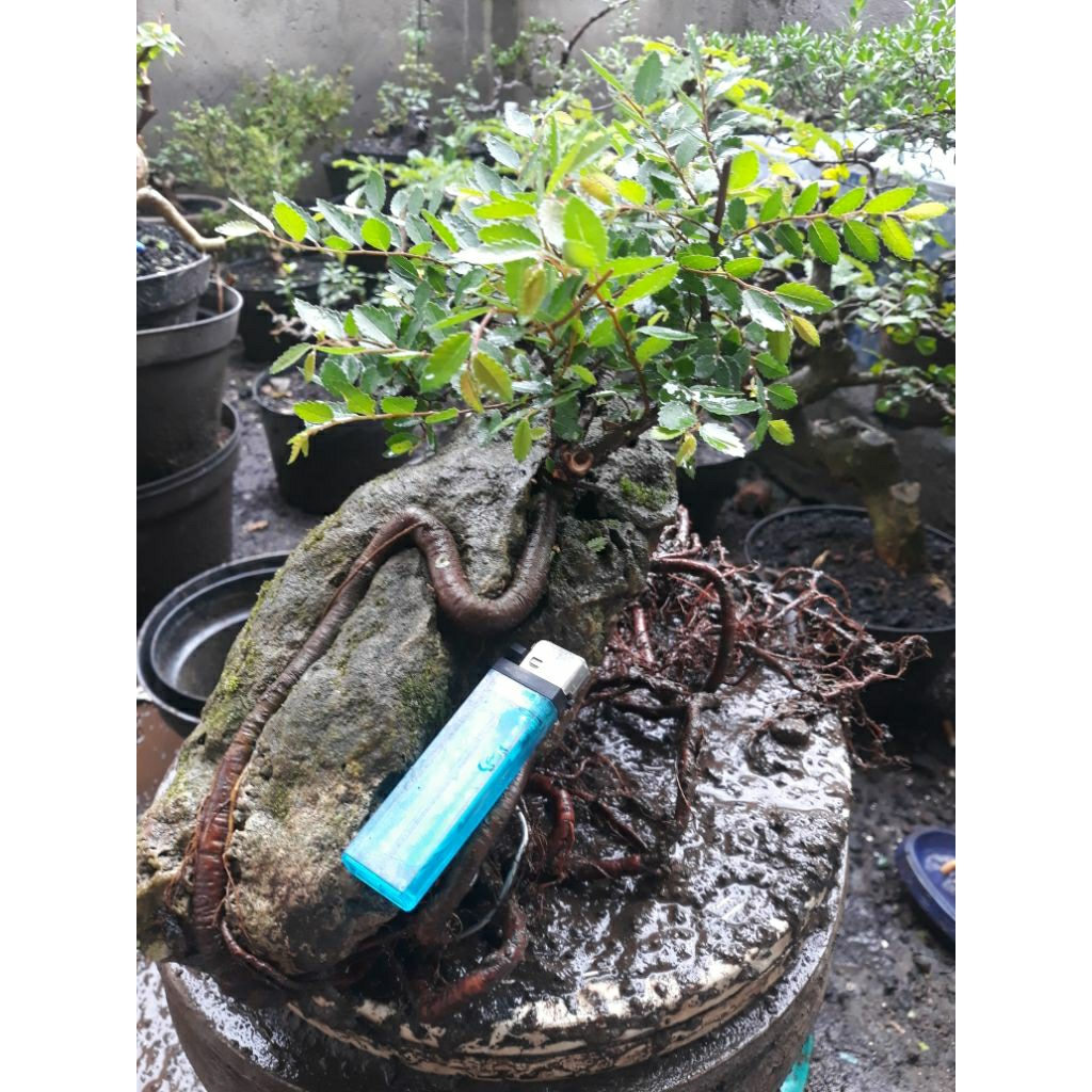 Bonsai Bahan Ulmus Micro OTR unik