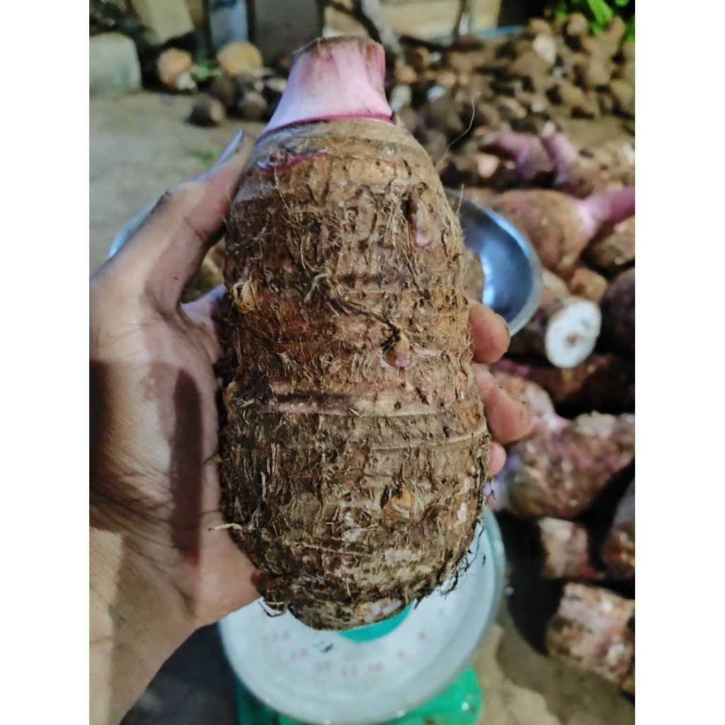 talas merah grade C, talas Pratama 3, umbi talas mentah, talas merah