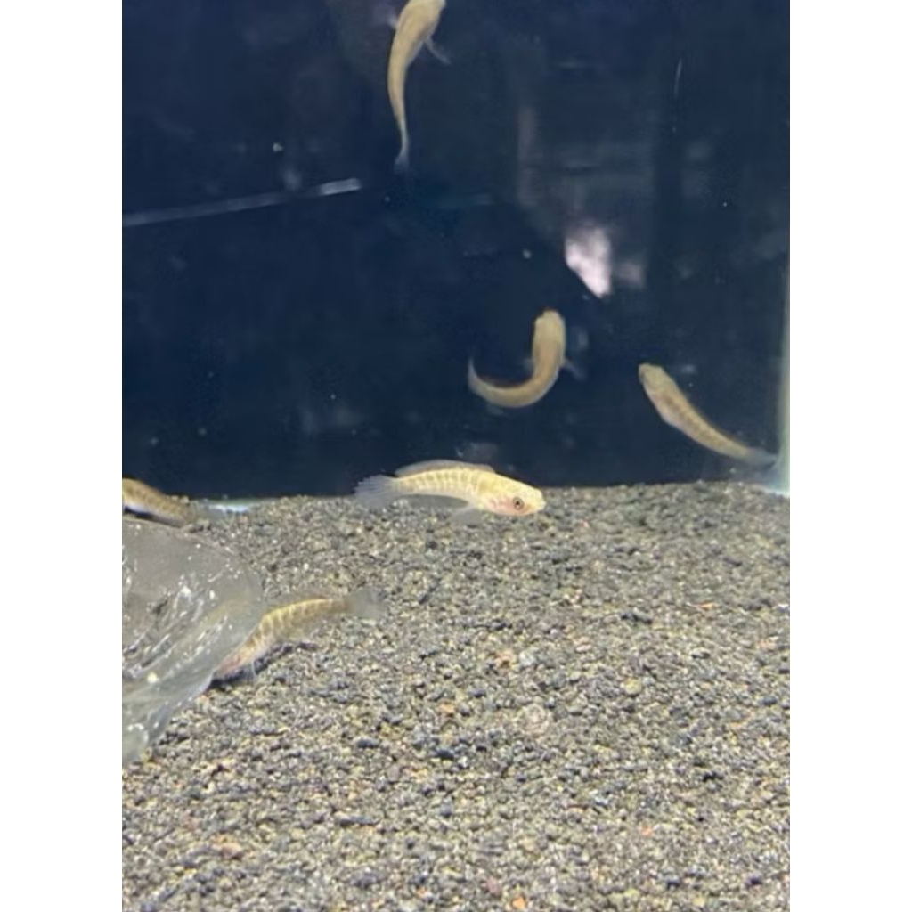 Baby Auranti Singgel tank