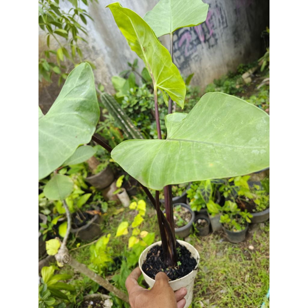 Alocasia Black Stem Sente Bali Batang Hitam