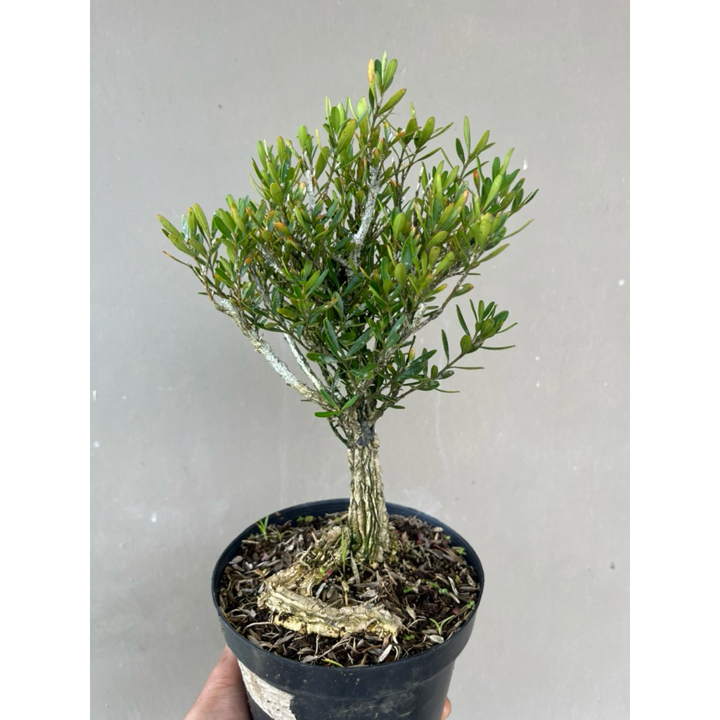 BOXUS HERLANDI UKURAN MAME