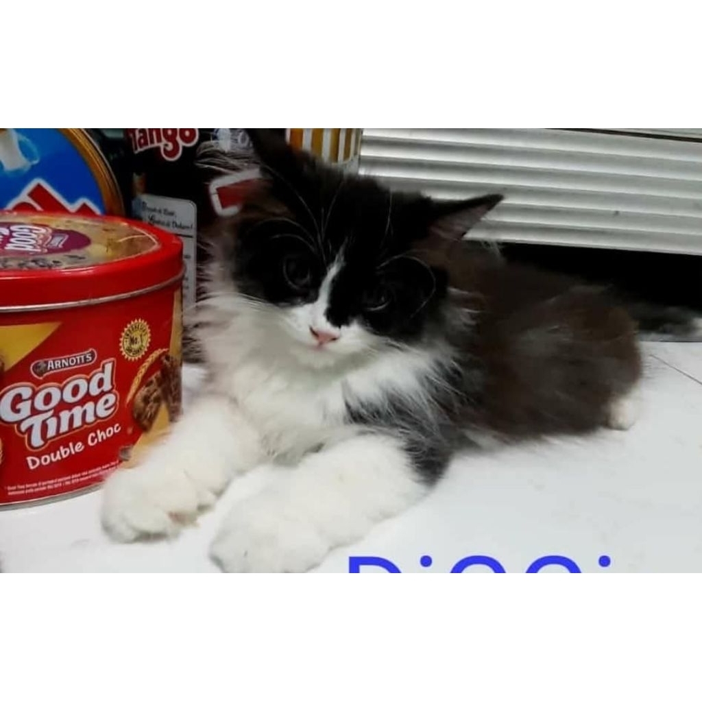 Kucing Kitten Ras ,kucing  scotiish non pure, kucing mix mainecoon , kucing persia