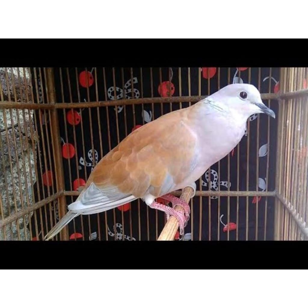 Burung Puter Irak Jantan pilihan