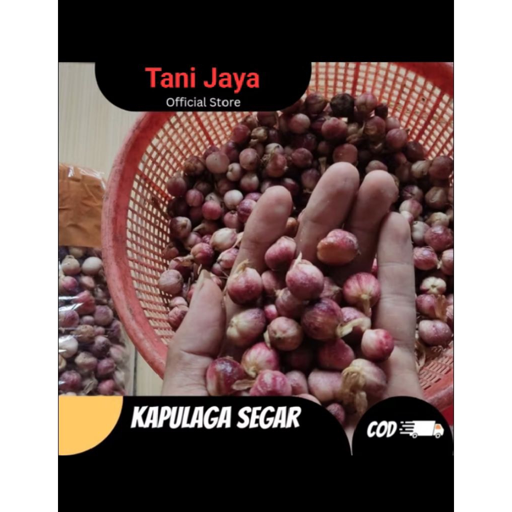 Buah Kapulaga Segar 1 KG Bersih Rempah Kapulaga