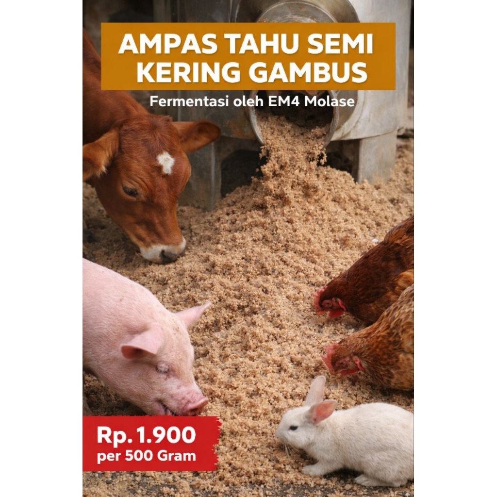 Ampas tahu semi kering fermentasi campuran Em4 molase gambus