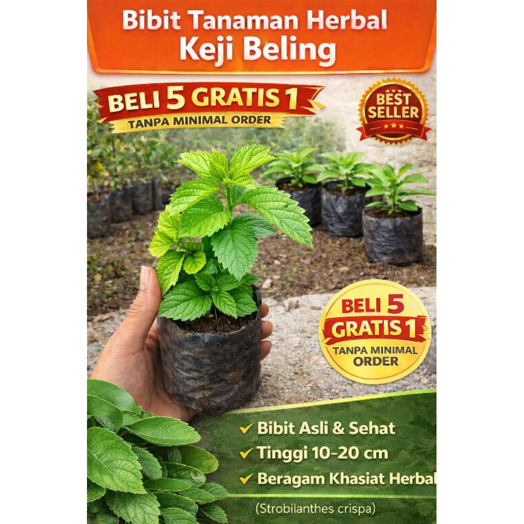 tanaman herbal keji beling herbal keji beling