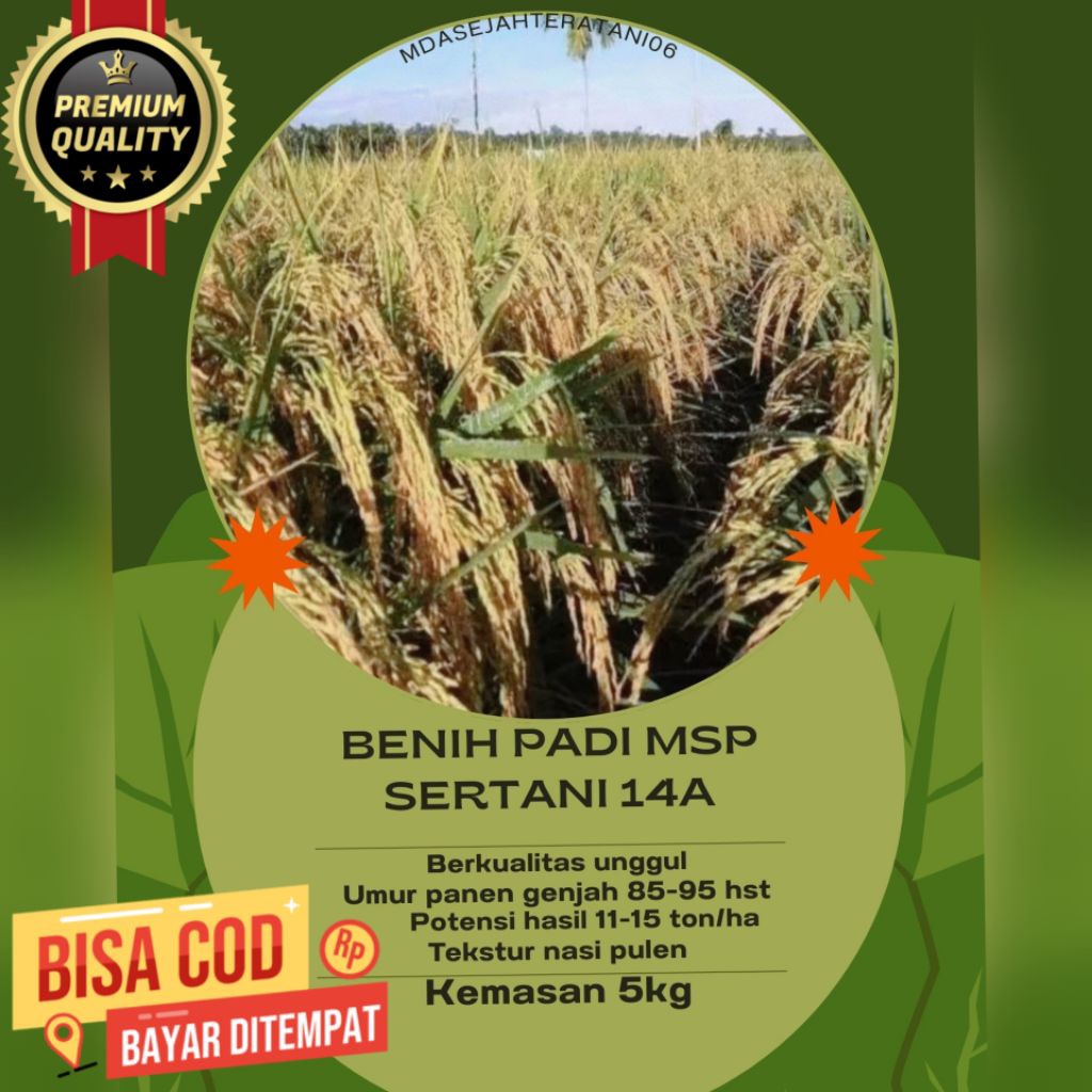 BENIH PADI MSP SERTANI 14A,KUALITAS UNGGUL KEMASAN 5KG