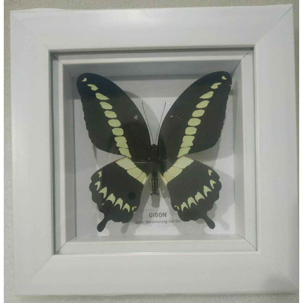pigura kupu kupu/bingkai/kupu kupu/awetan/hobi/accesories