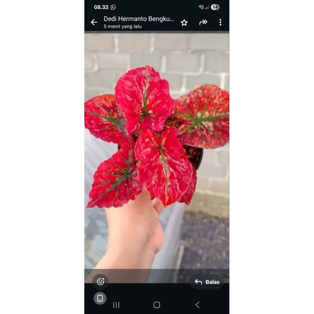 Tanaman caladium Thailand pink universe remaja