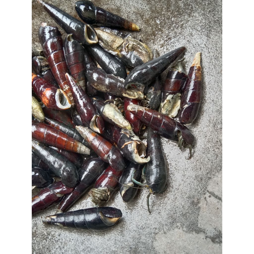 Umpan Pancing Galatama Lele dan bawal Kualitas Sedang 1 KG umpan mancing Kelomang Muara isi 150 ekor