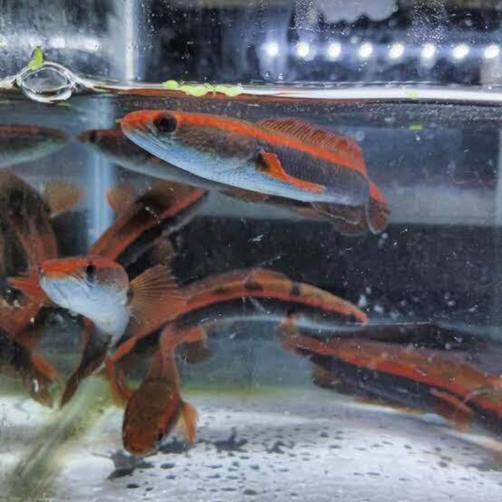 babby red barito calon merah size 3-4 cm