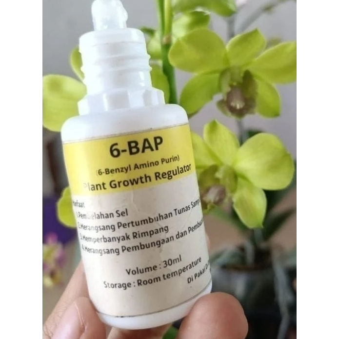 HORMON ANGGREK 6BAP (Perangsang Tunas & Pembungaan Anggrek)