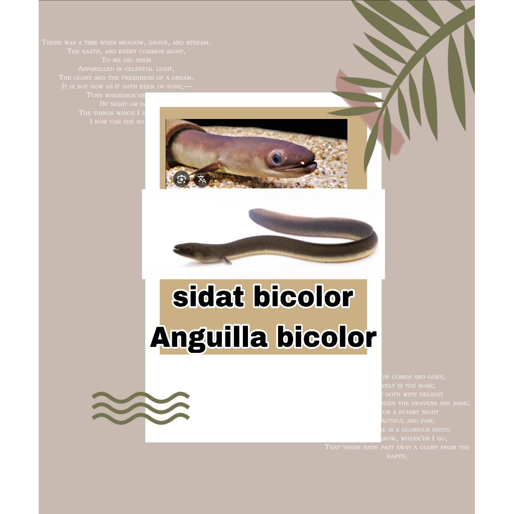 hiasan dekor sidat bicolor