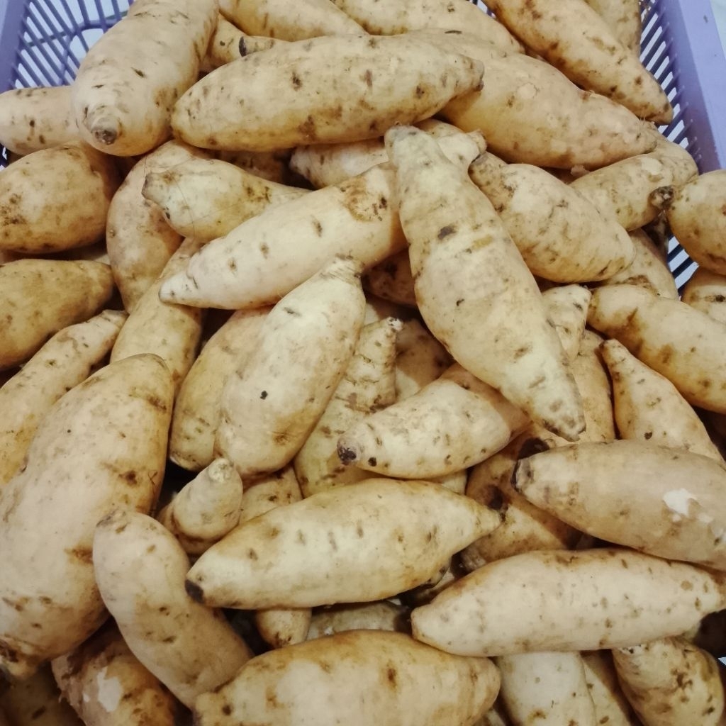 ubi Cilembu ubi madu