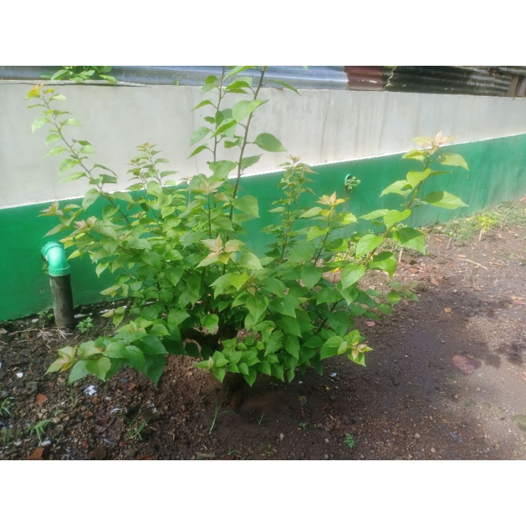 bonsai bugenvili bunga