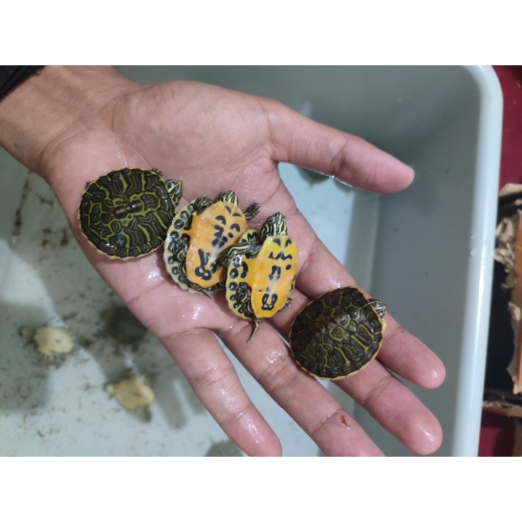 hiasan akuarium kura Red Belly Nelsoni (RBN)