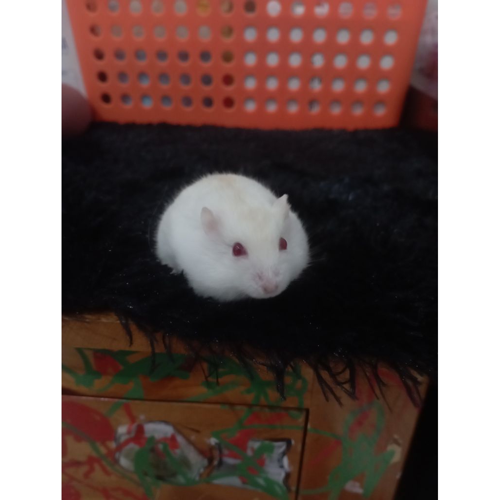 Hamster winter white