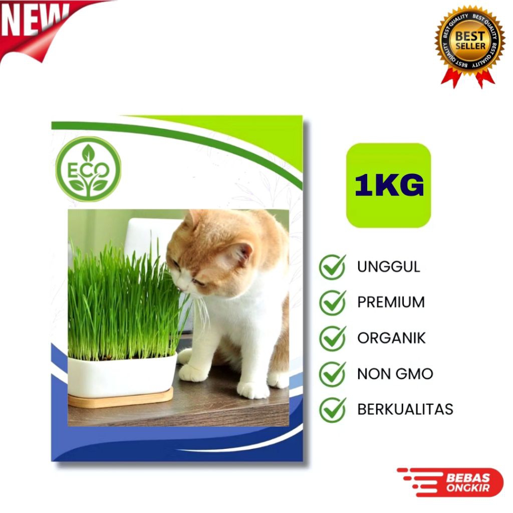 Benih RUMPUT KUCING [1KG] - Biji Wheatgrass Rumput Gandum