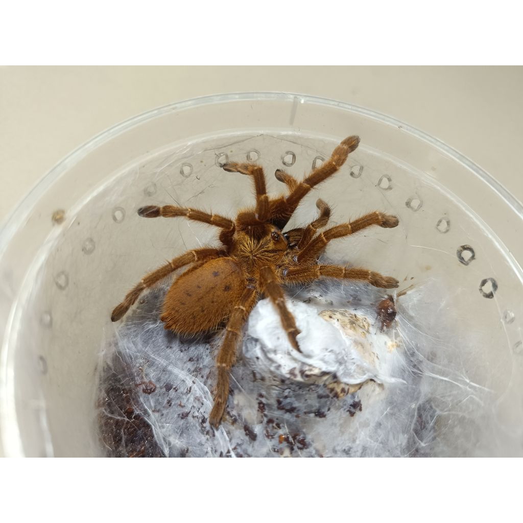 Hiasan Tarantula Obt P Murinus Female by ZEI