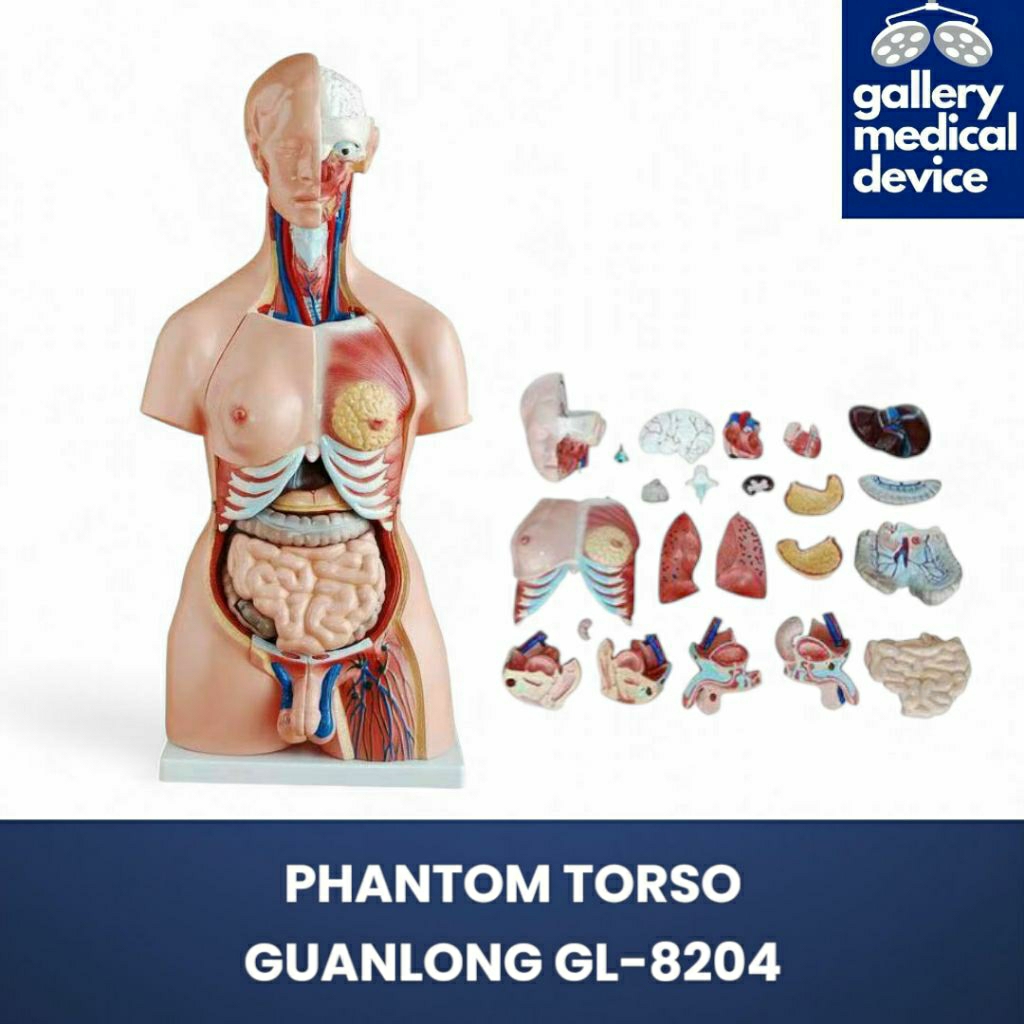 PHANTOM MANIKIN TORSO GUANLONG GL-8204/ALAT PERAGA MANIKIN ORGAN TUBUH MANUSIA GUANLONG