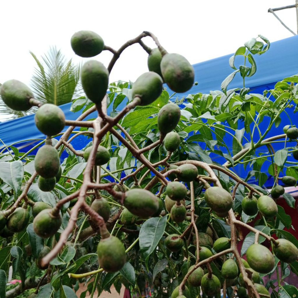 Buah kedondong segar